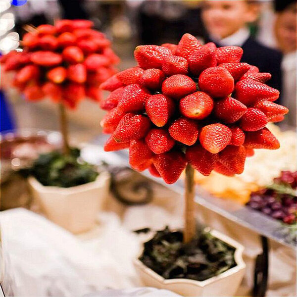 strawberry tree seeds rare fruit strawberry bonsai seed garden