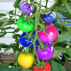 Egrow 100Pcs Rainbow Tomato Seeds Colorful Bonsai Organic Vegetables and Fruits Seed Home Garden