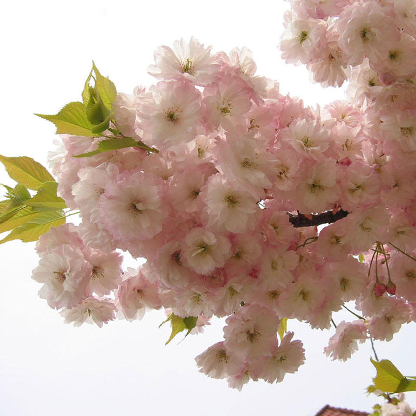Egrow 10 قطع اليابانية ساكورا بذور النباتات الوردي أزهار الكرز
