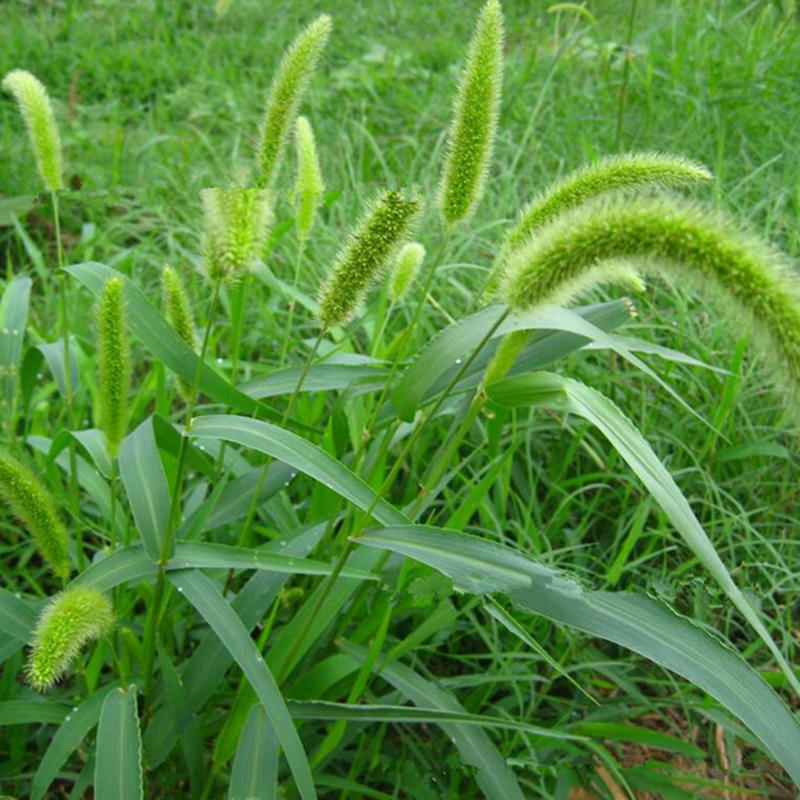 Egrow 100 Pcs Bag Kualitas Anjing Ekor Rumput Rumput Biji Pakan