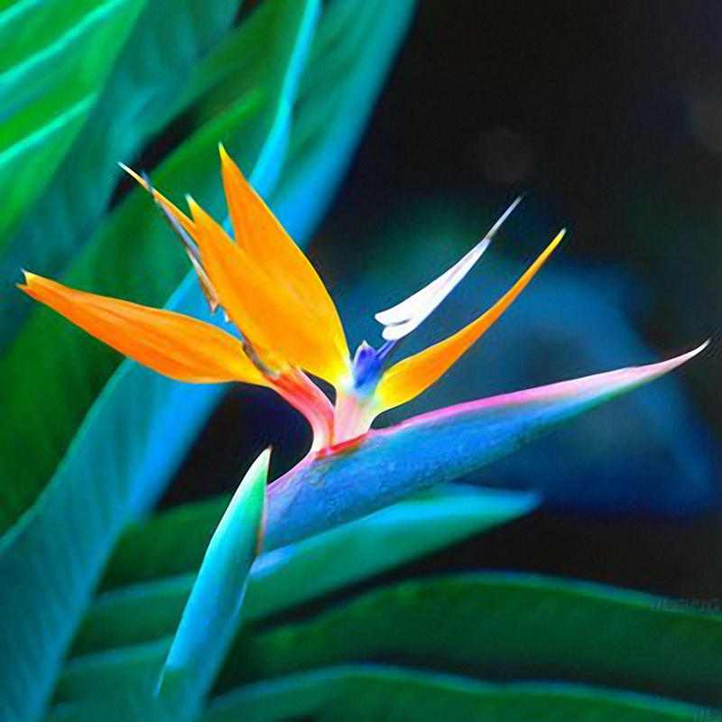 Egrow 100 Pcs Strelitzia Bonsaï Graines Oiseau Du Paradis Fleurs Graines Mélange Couleur Pour Maison Jardin Plantation