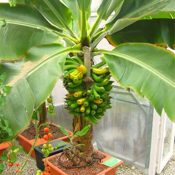 Egrow 200 قطع حديقة بذور الموز في قزم الفاكهة أشجار الفاكهة الموز