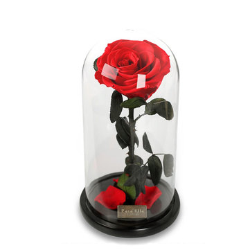 Para Ella A Conservé La Fleur Rose Fraîche Avec Des Pétales Tombés En Verre Dome Sur Une Base En Bois Comme Cadeau Pour Lamant La Saint Valentin